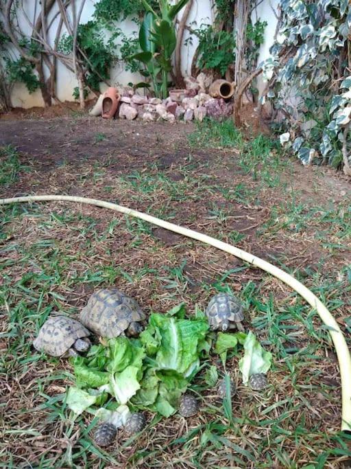 Etage De Villa Avec Jardin, Pres De L'Aireport Et Parking Prive Ариана Екстериор снимка